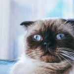 Pet adoption rates influencing rental demand