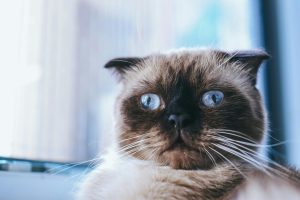 Pet adoption rates influencing rental demand
